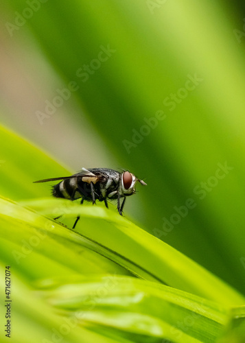 Red-tailed flesh fly, Sarcophaga haemorrhoidalis, in Thailand