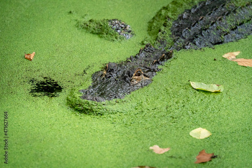 American Alligator swimming in moss filed pond at the zoo in Birmingham Alabama.