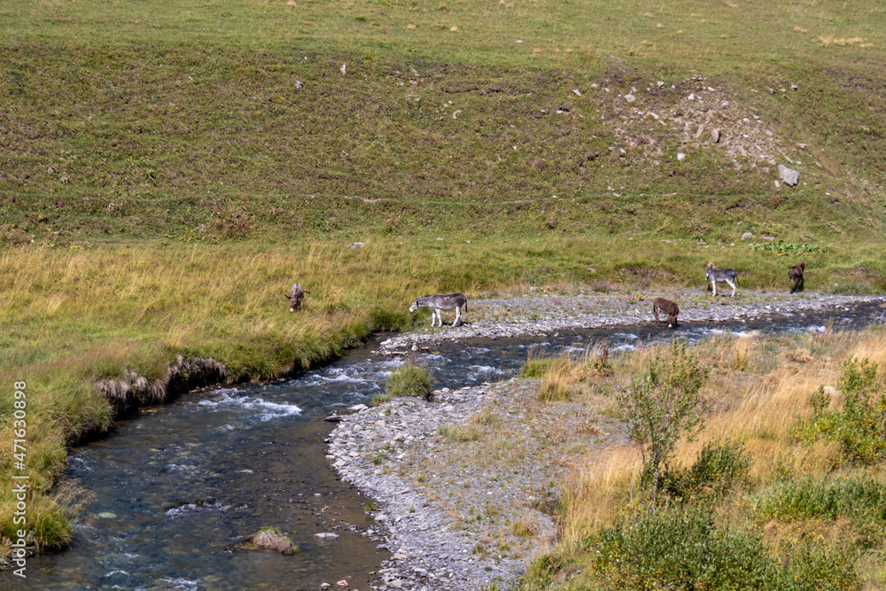 A group of donkeys drinking from a river near the village of Juta in the Greater Caucasus Mountain Range in Georgia, Kazbegi Region. The meadows are lush green. Hiking trail Juta-Roshka. Wanderlust