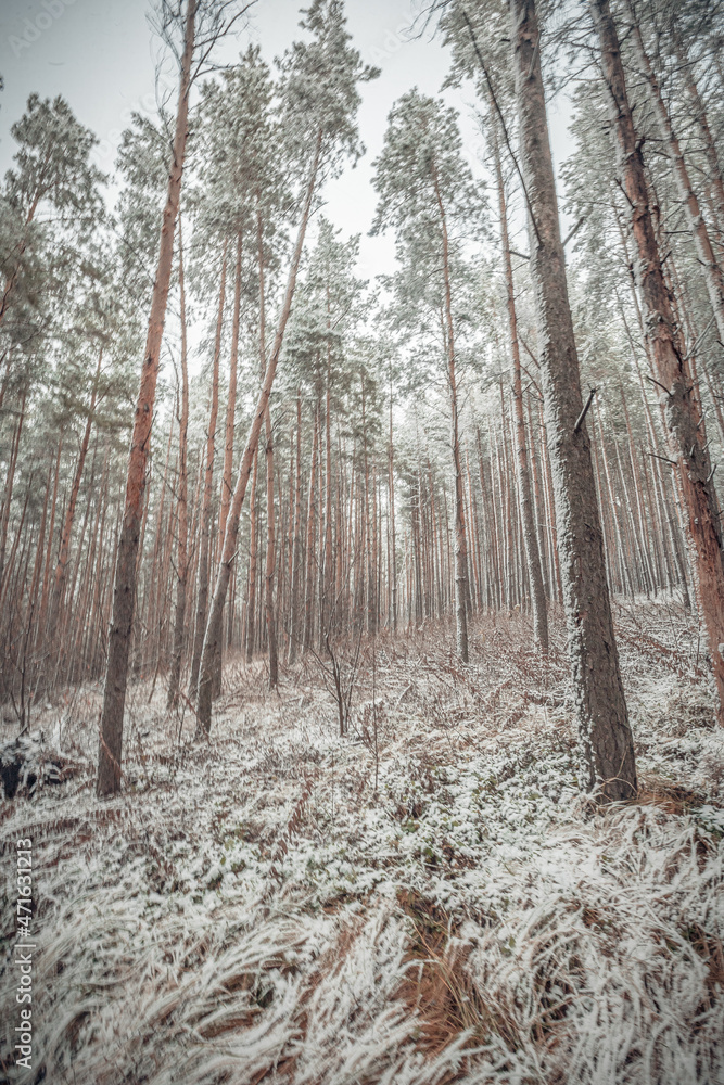Naklejka premium the beginning of winter in the forest in November