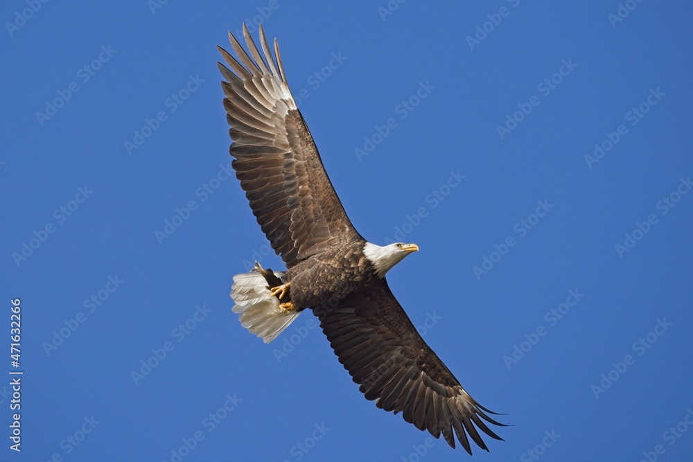 Naklejka premium BAld eagle soars up in a clear blue sky.