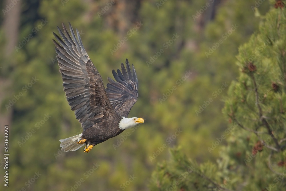 Bald eagle flying low in Idaho. Bald eagle flying low in Idaho.