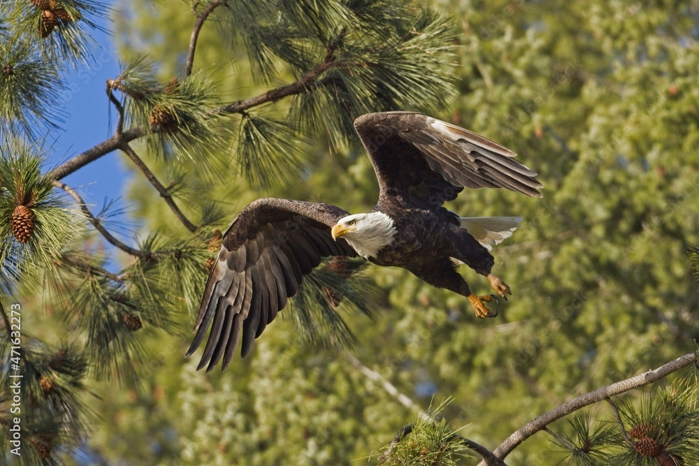 Obraz premium Eagle flying off from a branch.