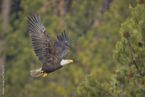 Bald eagle flying low in Idaho.