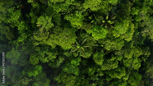 Flying closely over the canopy of a forest: relaxing nature background showing a variety of different trees