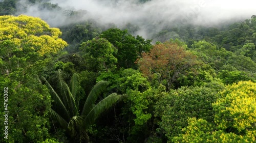 Aerial view flying closely over a diverse tropical forest canopy: nature background of different types of trees in the Amazon forest