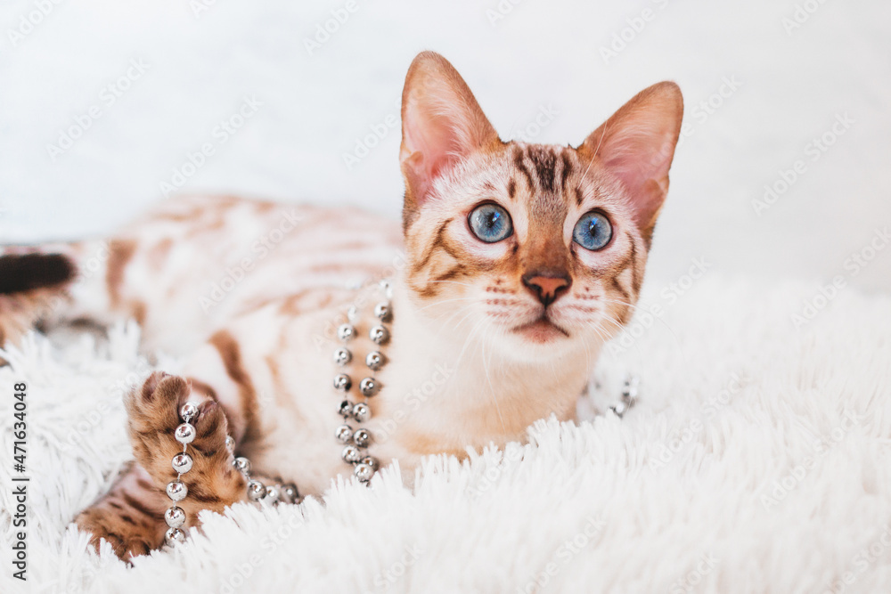 Young beautiful Bengal cat is playing with silver beads on white soft fluffy plaid.