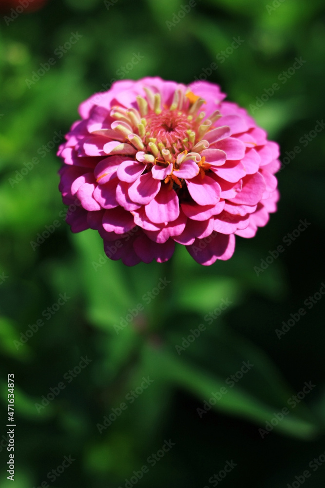 Pink flower growing on a green meadow Pink flower growing on a green meadow