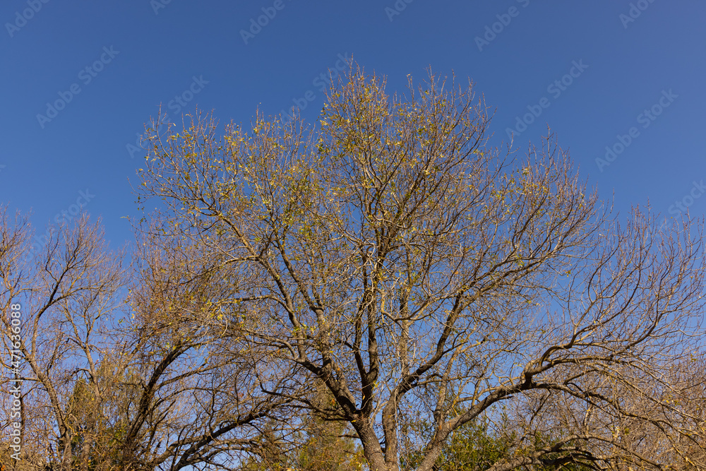 Trees in the forest in the mountains