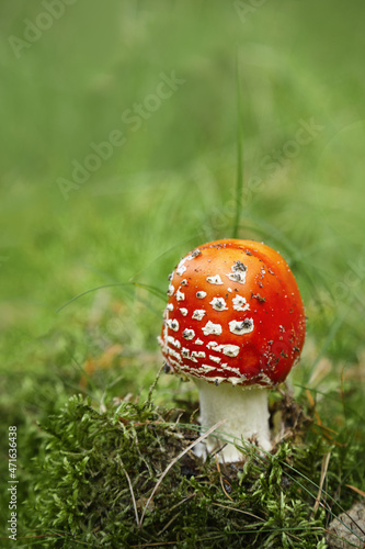 Mushroom Amanita muscaria, fly amanita. Bright, toxic and inedible mushroom fly agaric with blurred green grass background. Close up poisonous natural plant in natural environment