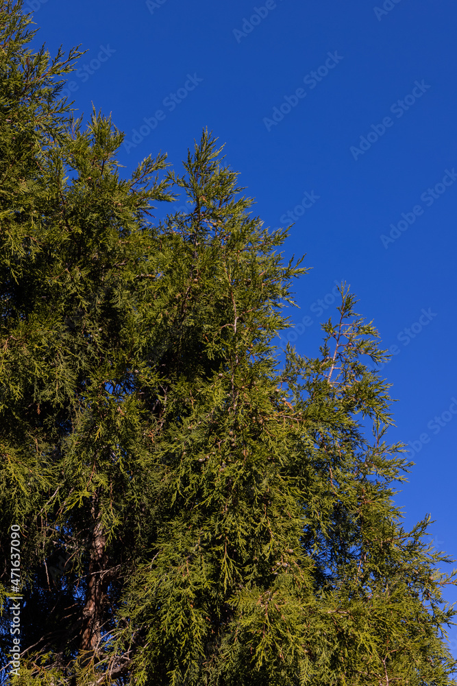 Trees in the forest in the mountains Trees in the forest in the mountains