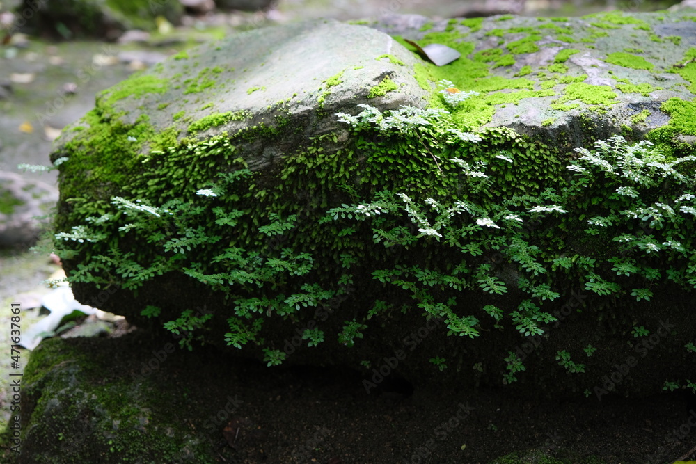 Obraz premium moss on the stone