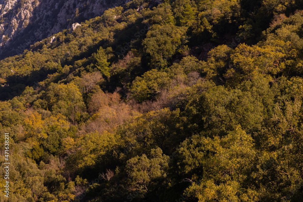 Fototapeta premium Trees in the forest in the mountains