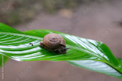 snail on a leaf
