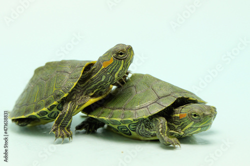 Two young red eared slider tortoises on a light blue background. This reptile has the scientific name Trachemys scripta elegans. 