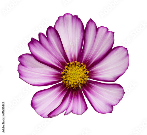Isolated Cosmos Flower on White Background