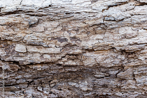 Tree bark surface, with ragged skin Brown.