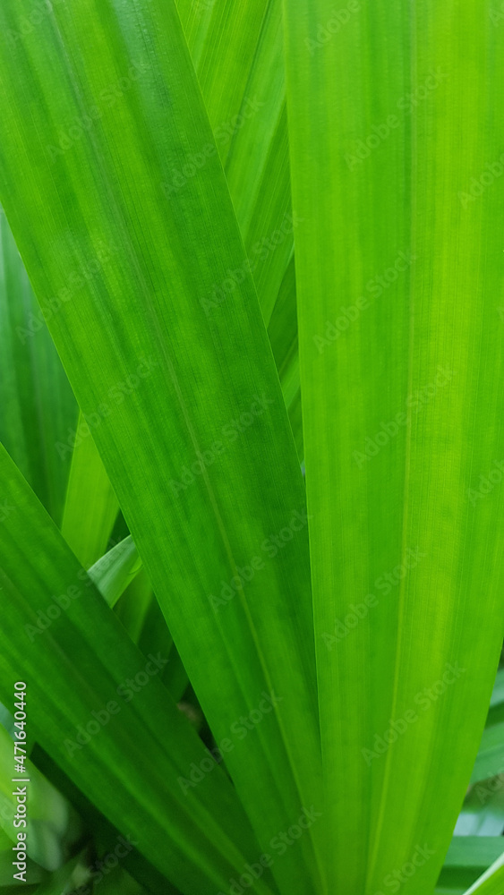 pandan leaf in the garden, pandan leaf in the garden,