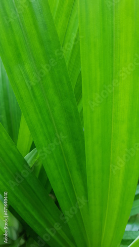 pandan leaf in the garden,