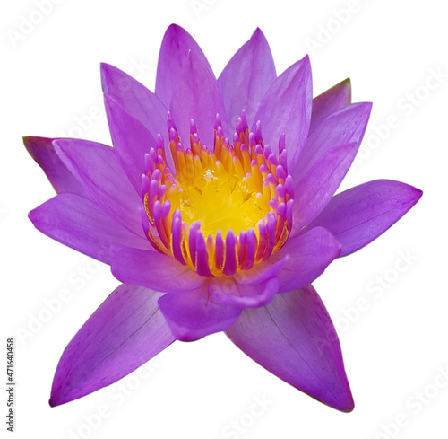 Purple lotus flower, yellow stamens, white background.