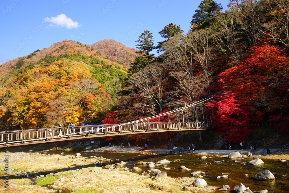 Fototapeta premium 栃木県 紅の吊橋 
