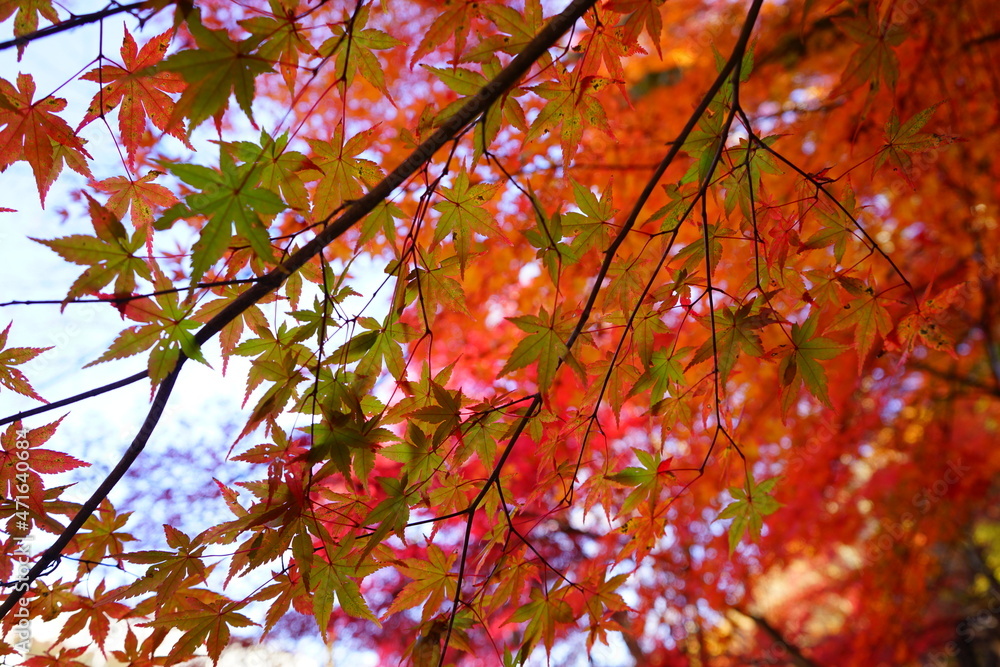 red maple leaves in the garden, natural colorful background for Autumn season and vibrant falling foliage concept - 赤い 紅葉の葉 red maple leaves in the garden, natural colorful background for Autumn season and vibrant falling foliage concept - 赤い 紅葉の葉