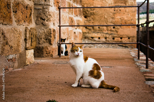 Cats at the Alhambra in Granada  Spain