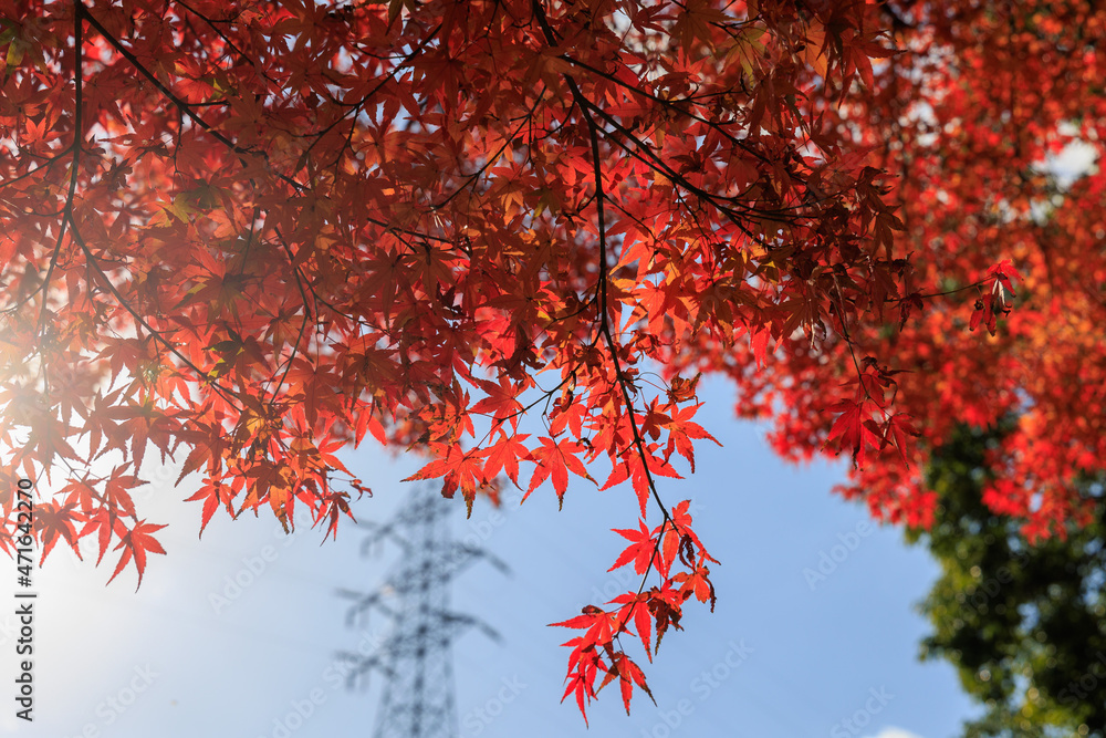 紅葉 紅葉