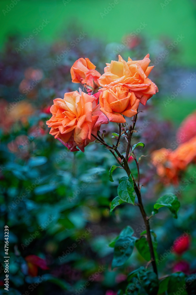 Lovers Meeting Hybrid Tea rose blossoms after rain Lovers Meeting Hybrid Tea rose blossoms after rain