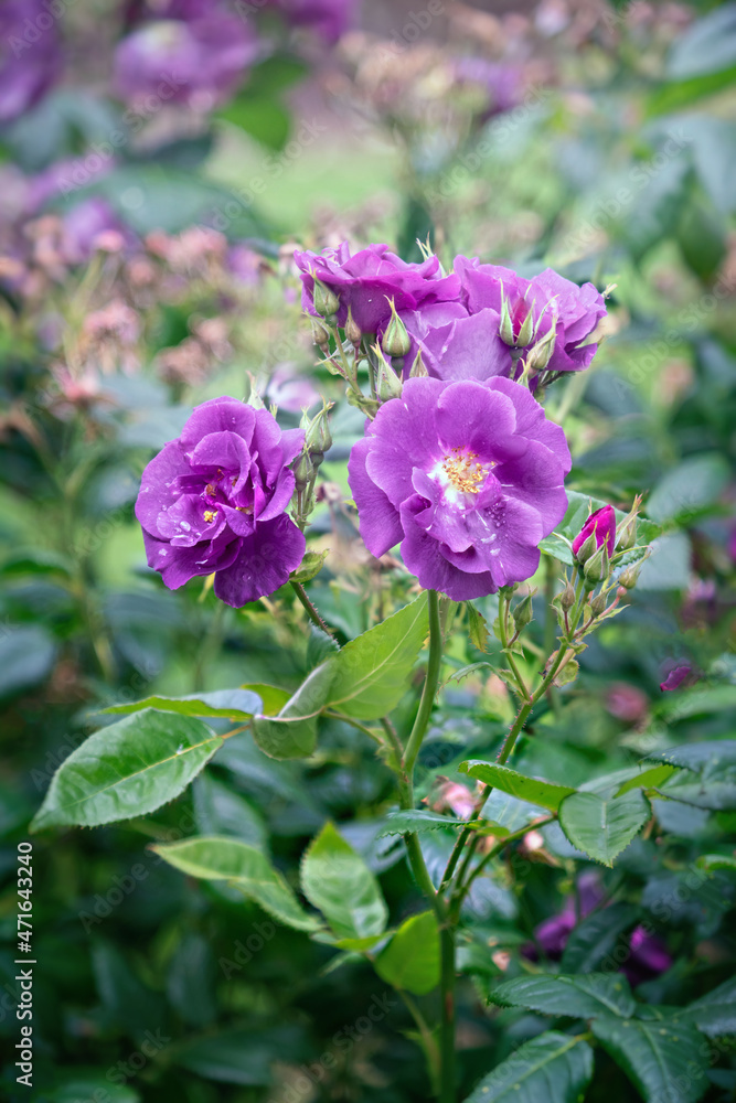 Rapsody in Blue Floribunda  rose blossoms after rain