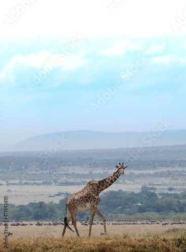 Giraffe in the Masai Mara, Kenya.