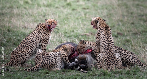 Cheetahs with a wildebeest kill in the Masai Mara.