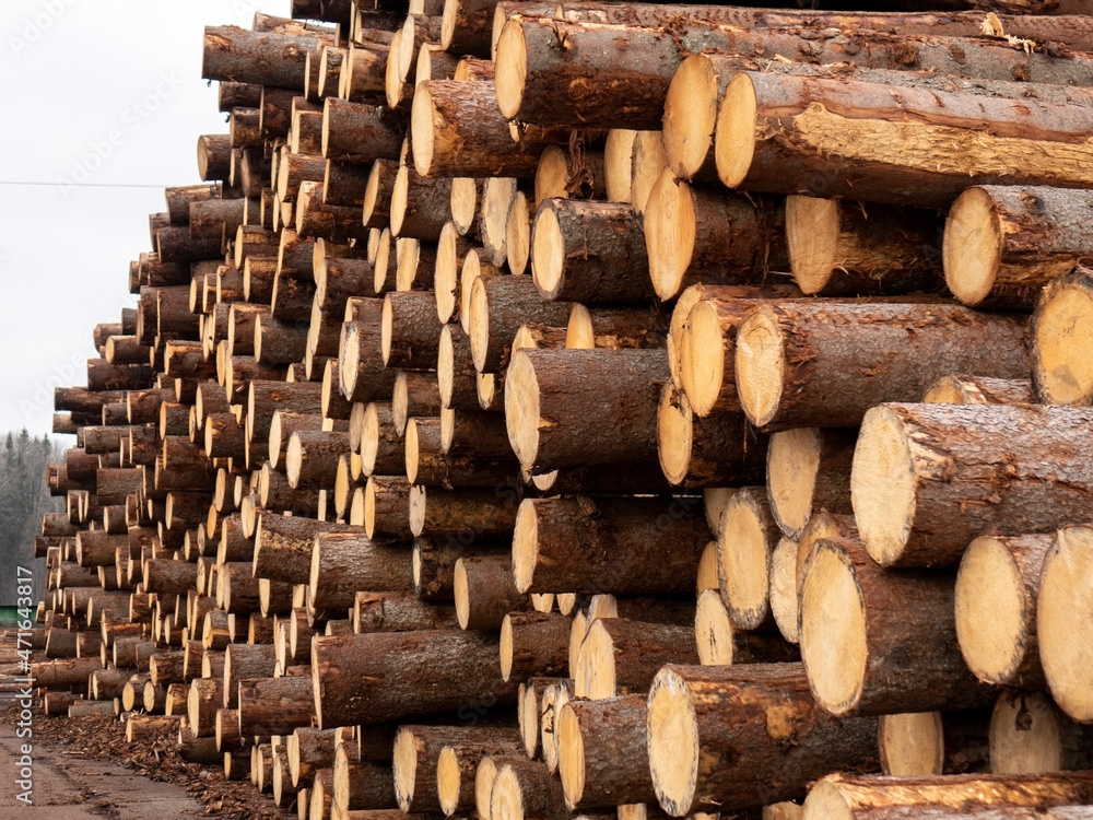 Freshly cut pine logs at a sawmill. Forestry Freshly cut pine logs at a sawmill. Forestry