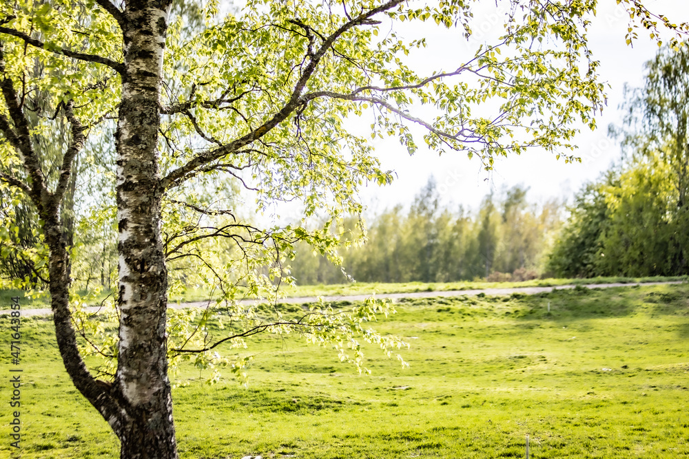 Obraz premium birch tree in the park