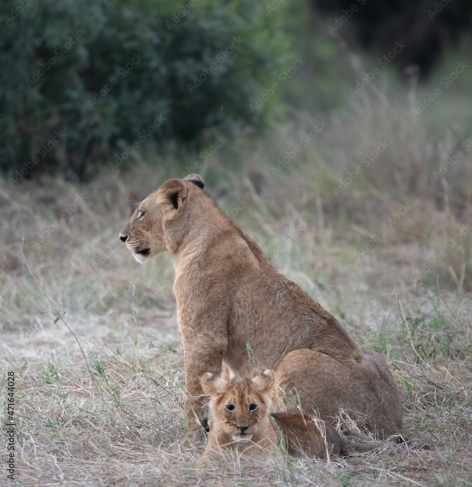 Lioness and cub, Masai Mara 