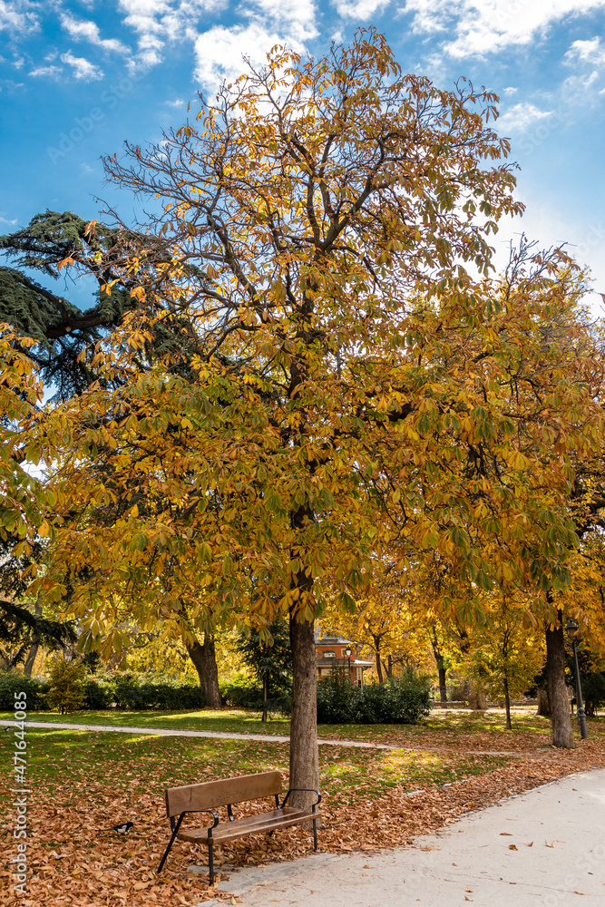 Naklejka premium Autumn colors in El Retiro park in Madrid