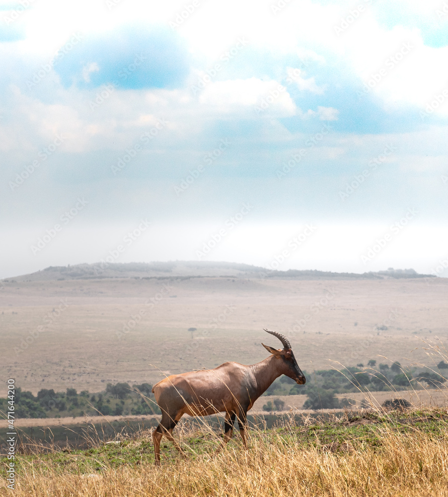 Fototapeta premium Topi, Masai Mara