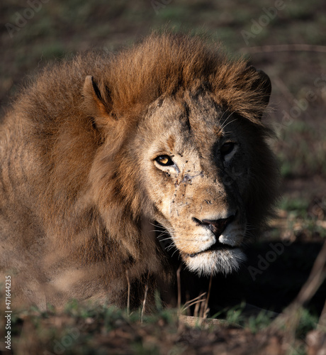 The king  Masai Mara 