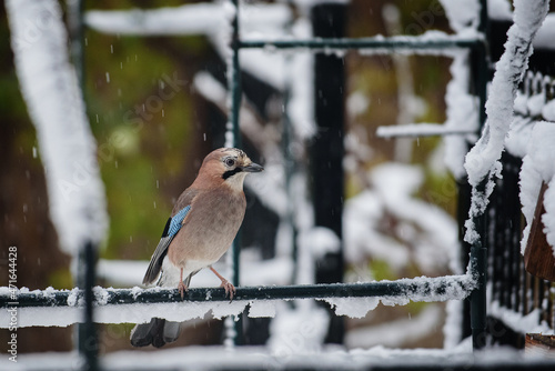 The jay eats grains in winter