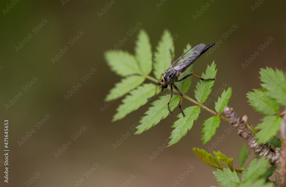 Gemeiner Strauchdieb (Neoitamus cyanurus) Gemeiner Strauchdieb (Neoitamus cyanurus)