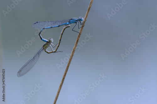 Gemeine Becherjungfer (Enallagma cyathigerum) photo