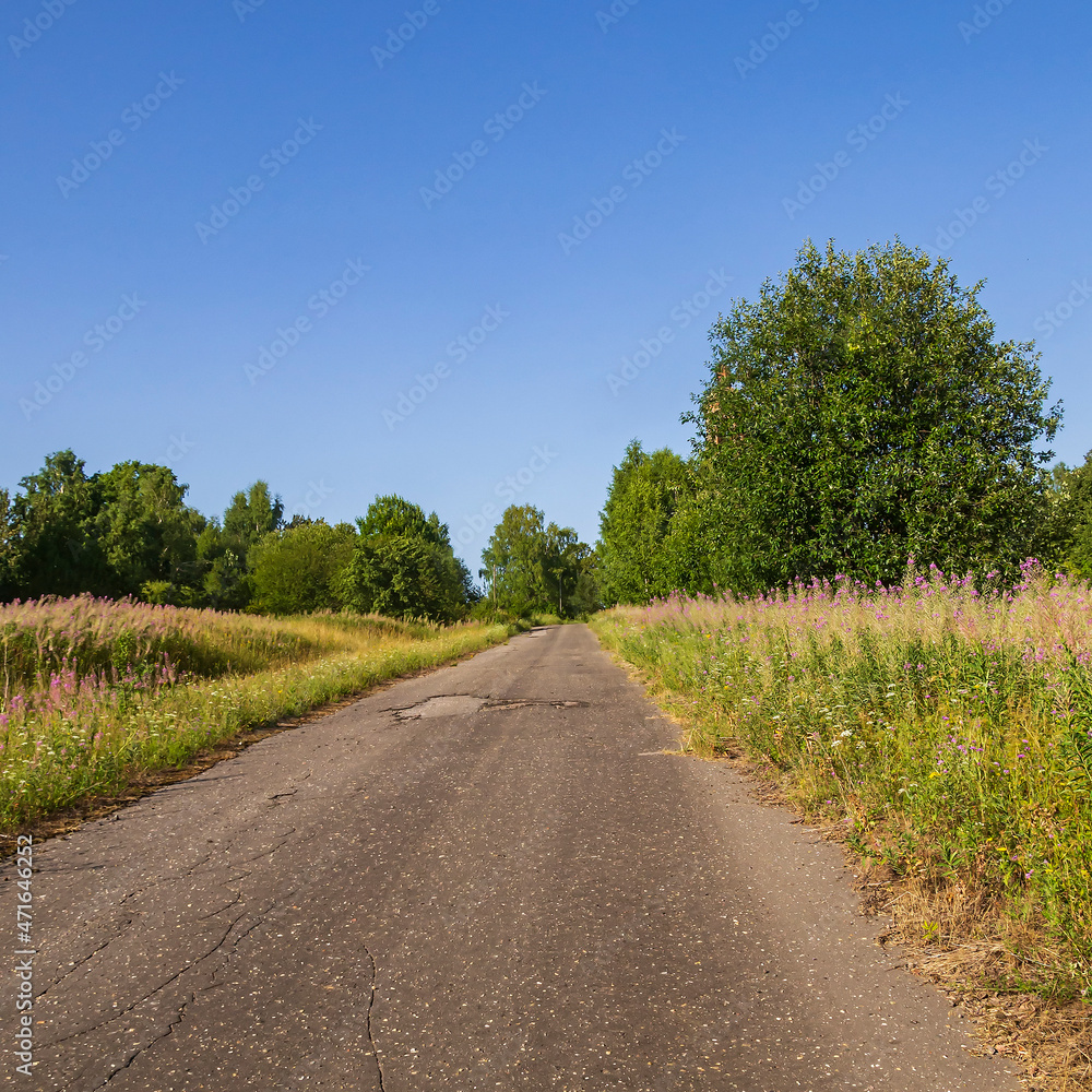 Fototapeta premium summer forest landscape