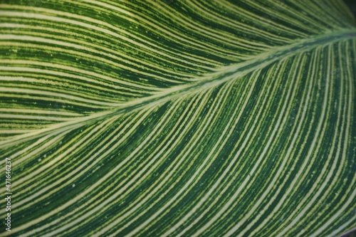 Blurred picture of a leaf on the morning in the garden. Houseplant plant of home decoration.