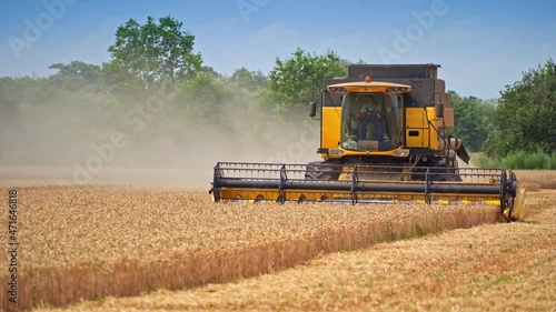 Modern combine harvester mowing yellow wheat spikelets. Huge harvesting shears cutting golden wheat. The clouds of dust rise behind the machine.