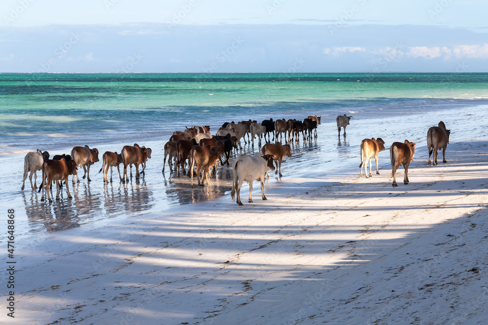 Zebu cattle walking home along the beach of Zanzibar island at the sunset hours, Tanzania,