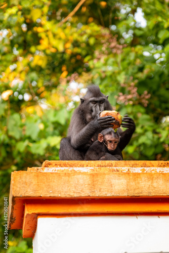 Trip around Sulawesi and the Tongkoko National Palk, Mount and jungle photo