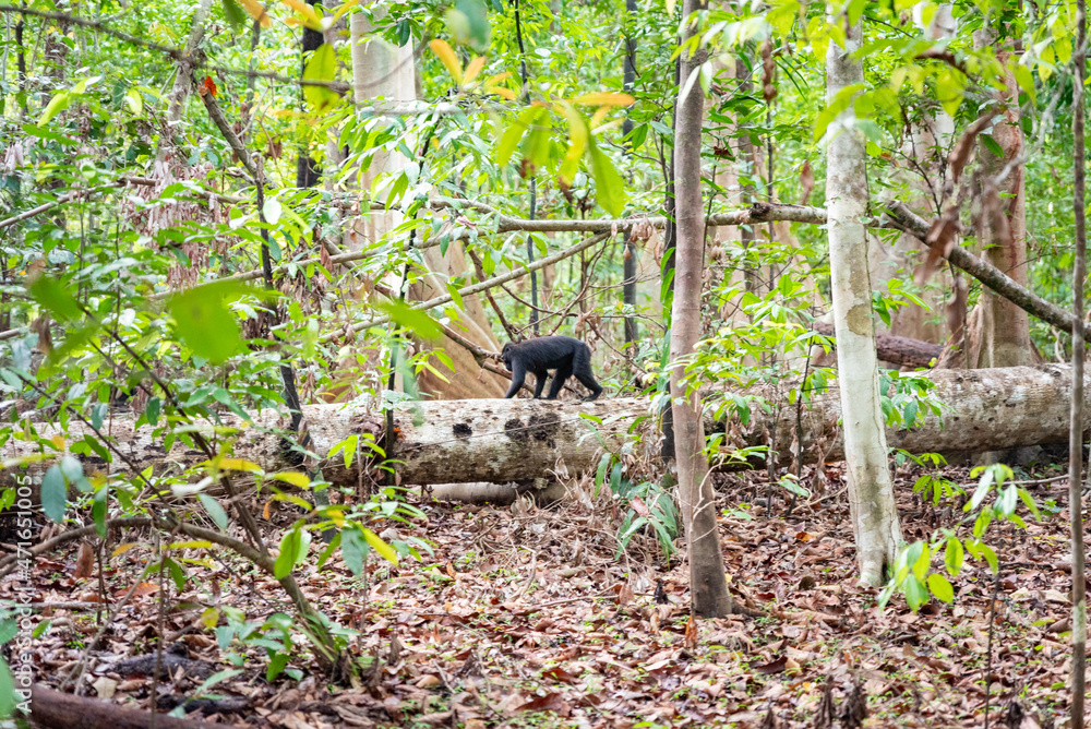 Obraz premium Trip around Sulawesi and the Tongkoko National Palk, Mount and jungle