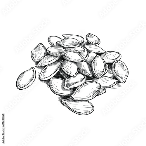 White pumpkin seeds. Hand draw realistic vector drawing. Isolated vintage illustration.