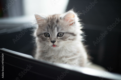  Cute Persian kitten sitting on sofa at home © JuLady_studio