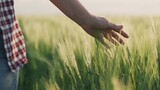 farmer touching hand on green wheat in field, rye grain growing business, harvest in rural land, agricultural industry, touching leaves of growing plantation, work concept, healthy food for nutrition